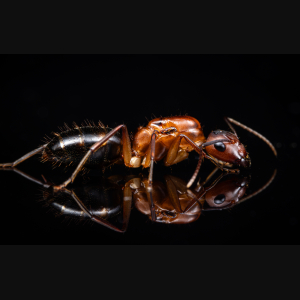 A Camponotus inaequalis queen.