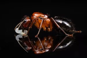 A Camponotus atriceps queen.