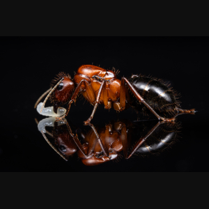 A Camponotus atriceps queen.