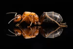 A Dorymyrmex bicolor queen.