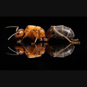 A Dorymyrmex bicolor queen.