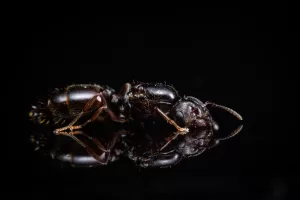 A Crematogaster dentinodis queen.
