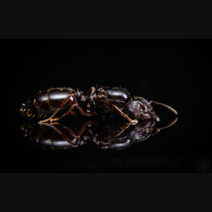 A Crematogaster dentinodis queen.