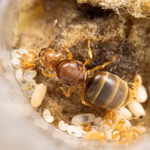 A small Lasius brevicornis colony with one queen.