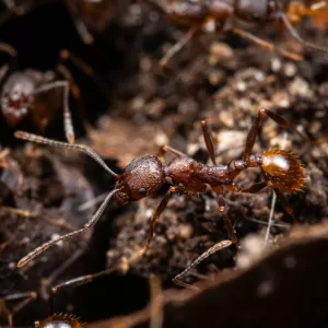 An Aphaenogaster fulva worker.