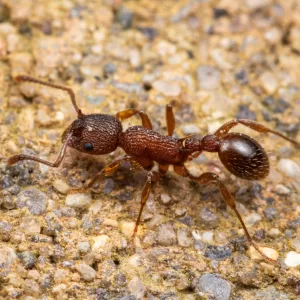 A Myrmica evanida worker.