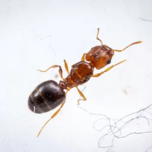 A Pheidole californicus queen.