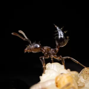 A Crematogaster cerasi worker.