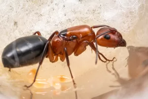 A Camponotus discolor queen.