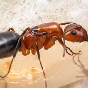 A Camponotus discolor queen.