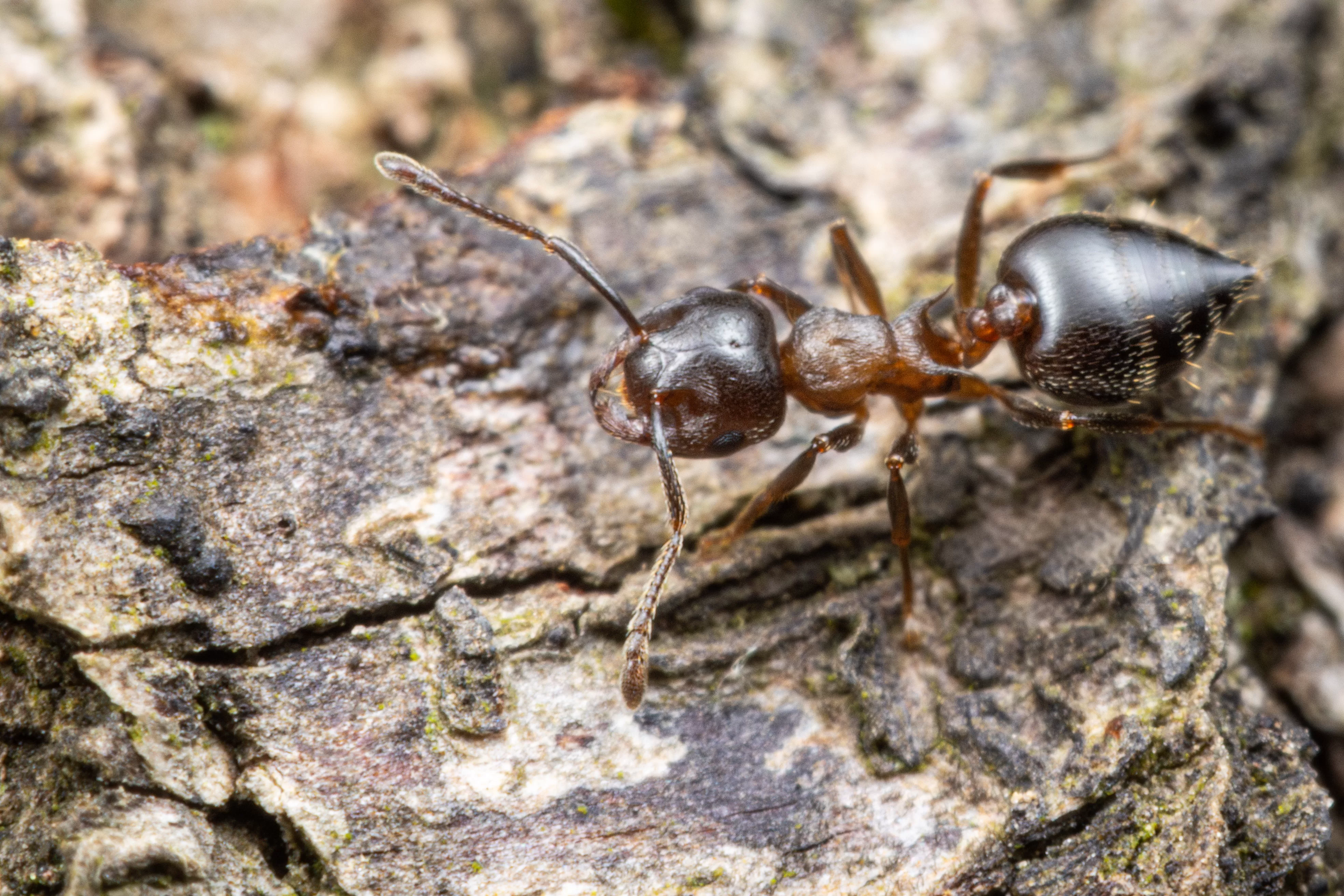 A Crematogaster cerasi worker.