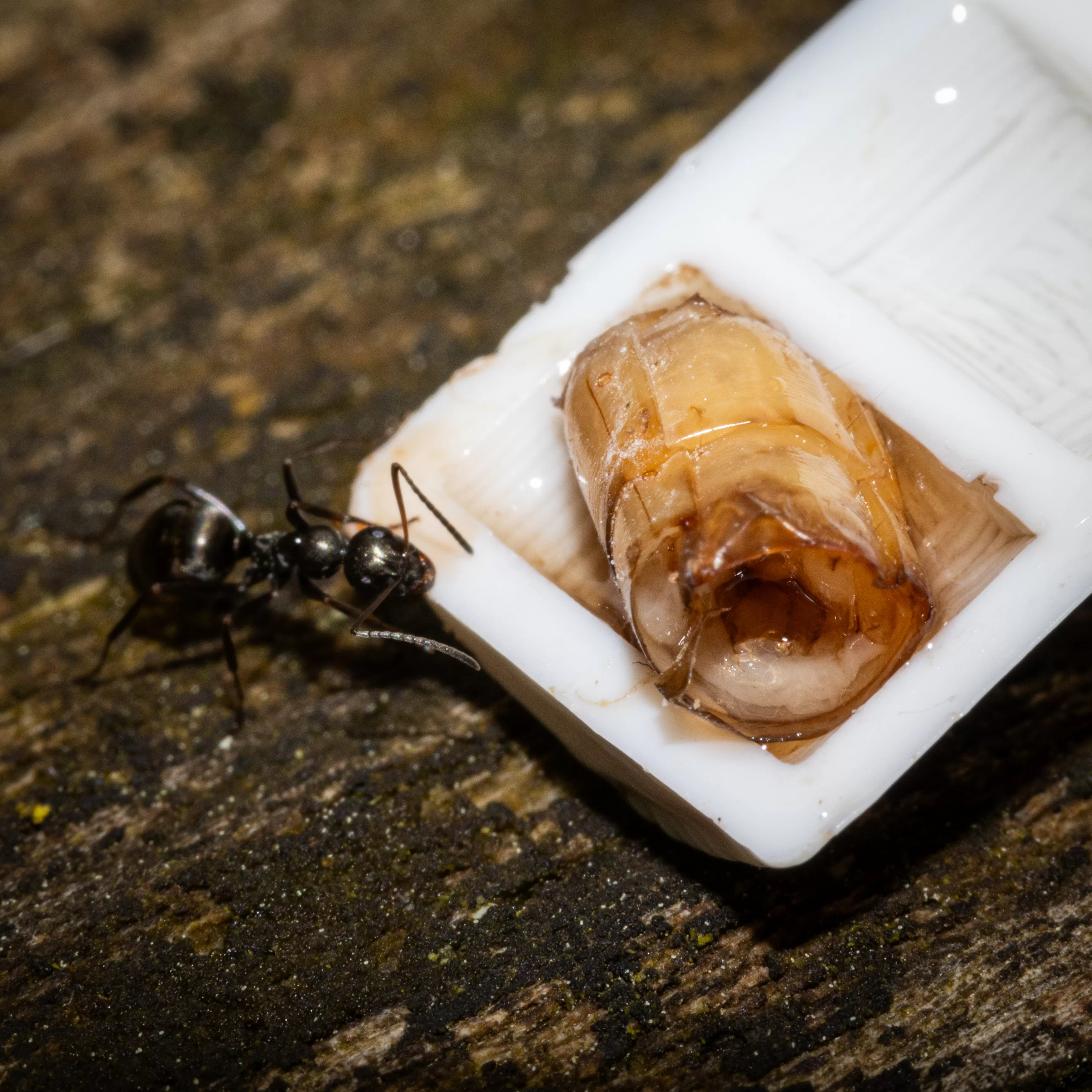 A Formica subsericea worker drinking from a test tube feeder.