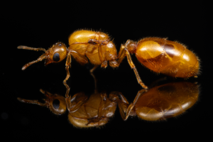 A Solenopsis pergandei queen.