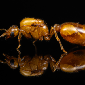 A Solenopsis pergandei queen.