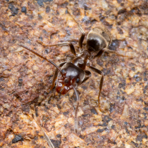 A Liometopum apiculatum worker.