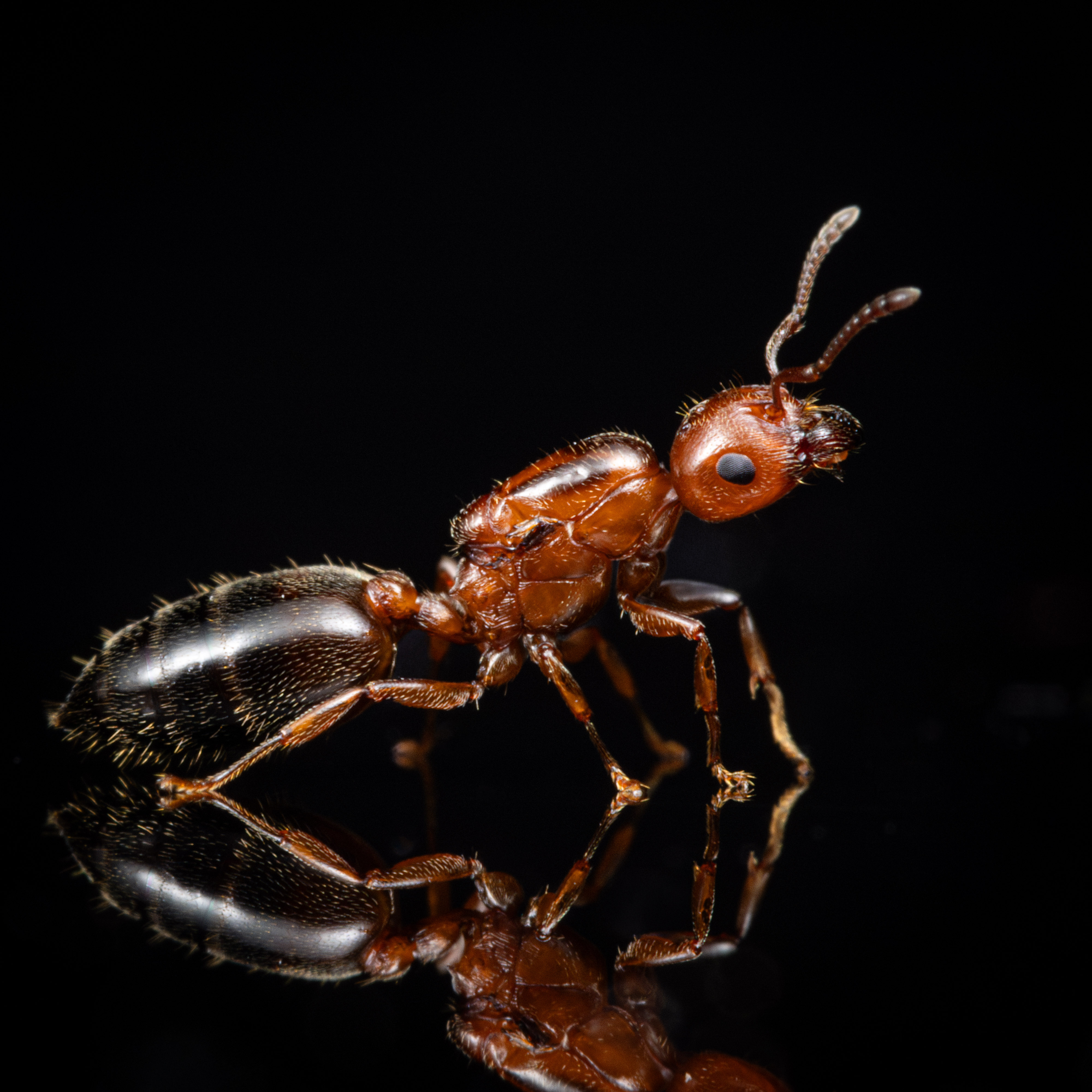 A Crematogster pinicola queen.