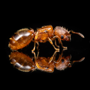 A Pheidole dentigula queen.