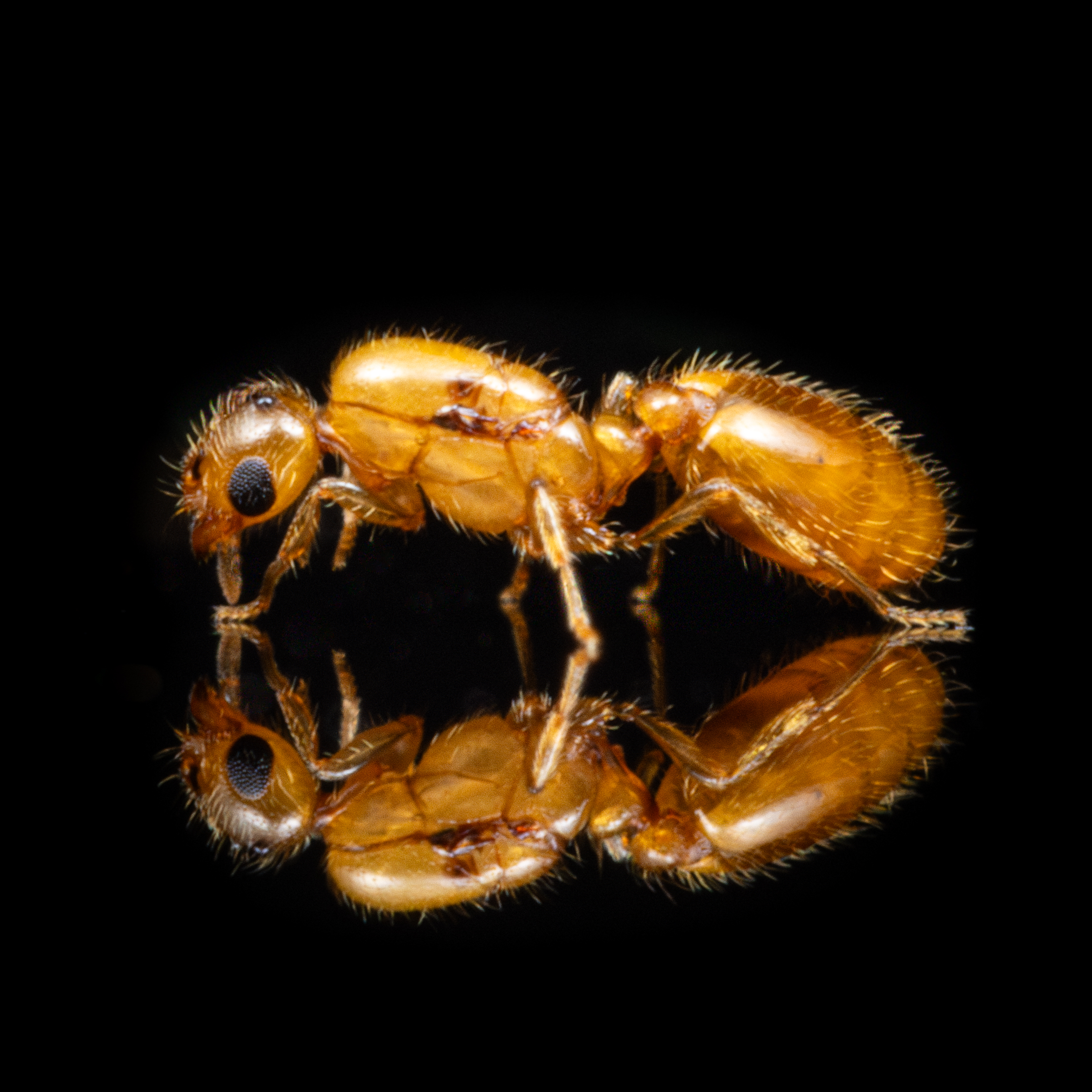 A Solenopsis carolinensis queen.