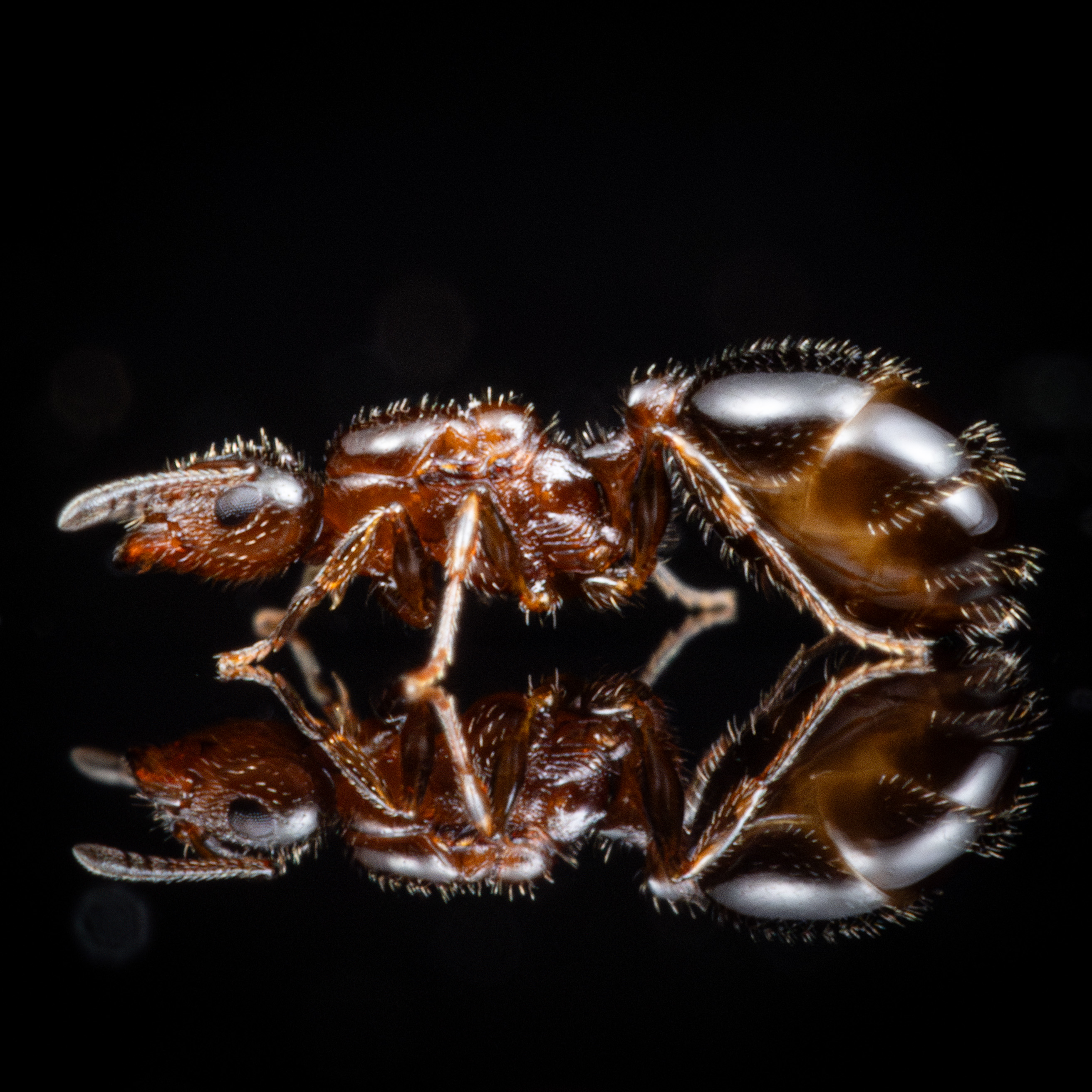 A Temnothorax pergandei queen.
