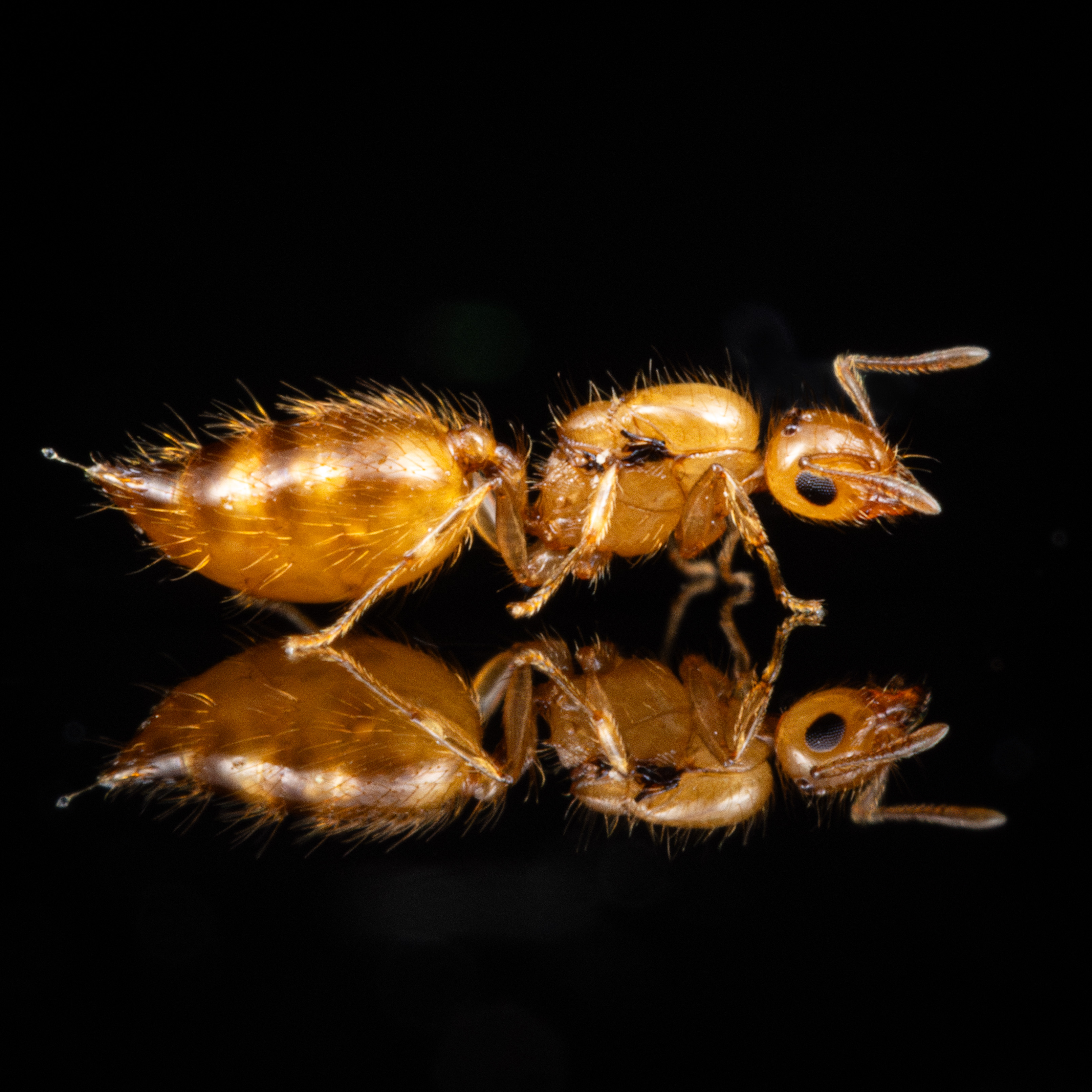 A Crematogaster minutissima queen.