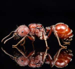 A Pogonomyrmex badius queen.