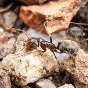 A Liometopum apiculatum worker.