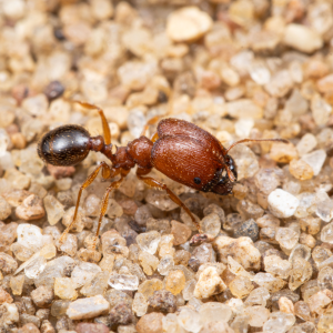 A Pheidole pilifera major worker.
