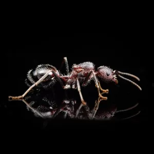 A Novomessor albisetosus queen.