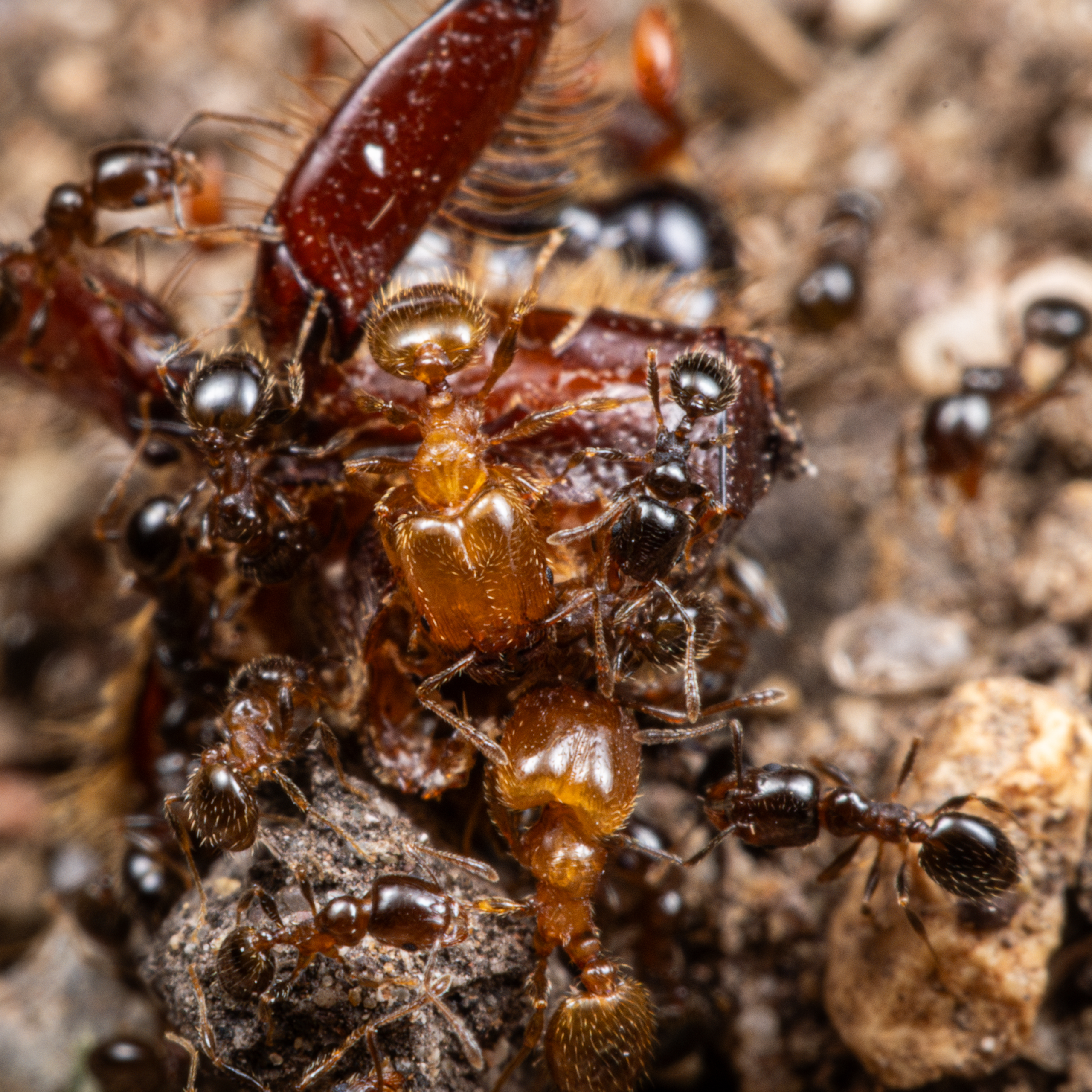Pheidole bicarinata workers collect food.